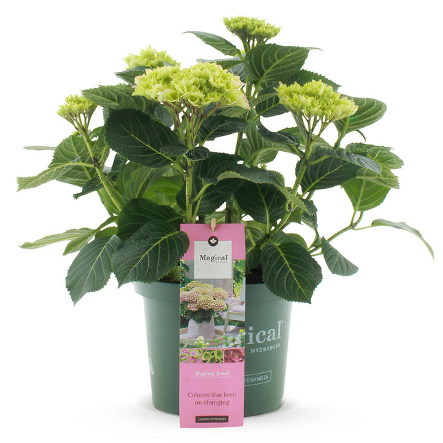 Hortensia Magical Jewel Pink - Rose - 6 à 10 fleurs - ↕55 cm - Ø23 cm