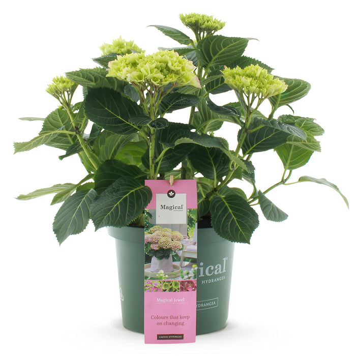 Terrasplant - Hortensia - Hydrangea Magical Jewel Pink - Roze - 6-10 Bloemen - Pot 23cm Hoogte 55cm