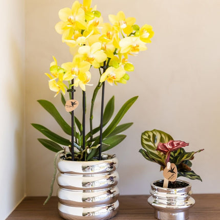 Kolibri Orchids | Combi Deal - 2 Gele Phalaenopsis Orchideeën Blossom Albenga - Ø9 cm