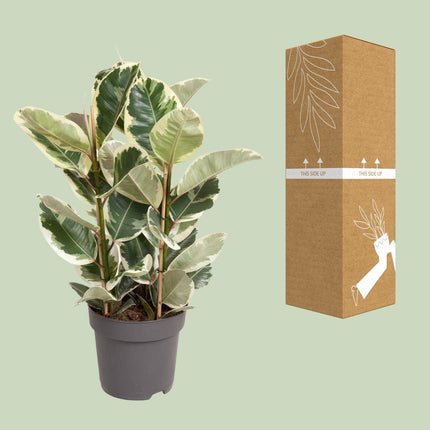 Ficus Elastica Tineke - ↕100cm - Ø27cm