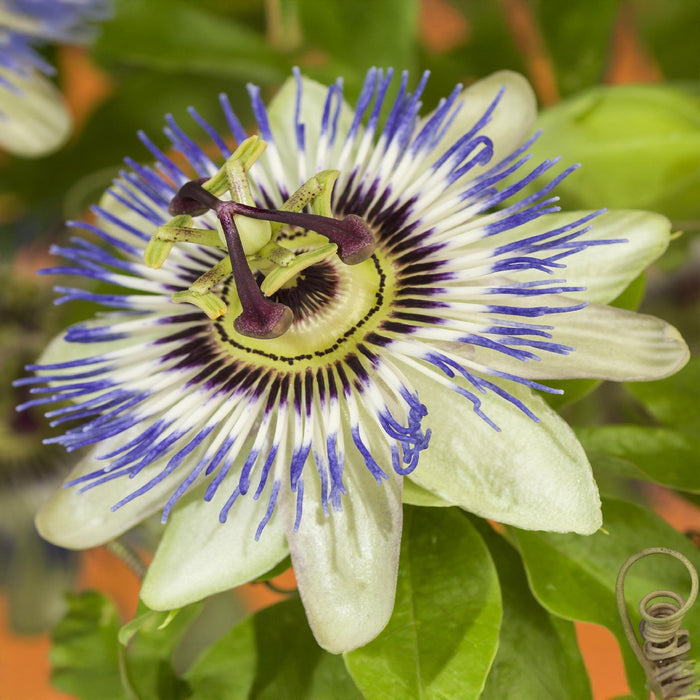 Passiebloem - Passiflora caerulea  - Bloem Blauw met Groen Wit - ↕40cm - Ø11cm - 2x