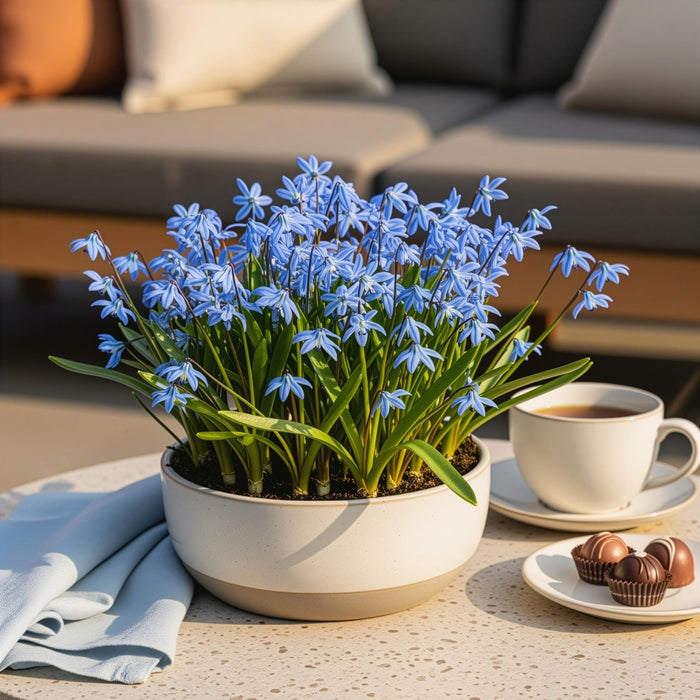 Bloembollen - Scilla Siberica - Kleur Paars - 50 stuks - Bolmaat 7/8 - XXL Pack