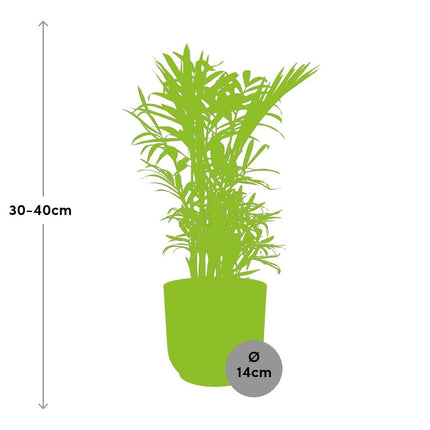 Chamaedorea Elegans in elho Vibes Fold Ø14cm yellow