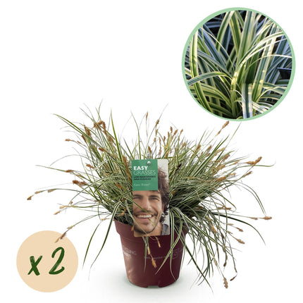Carex oshimensis Everest - Zegge - Wit en Groen - ↕50cm - Ø17cm - 2x