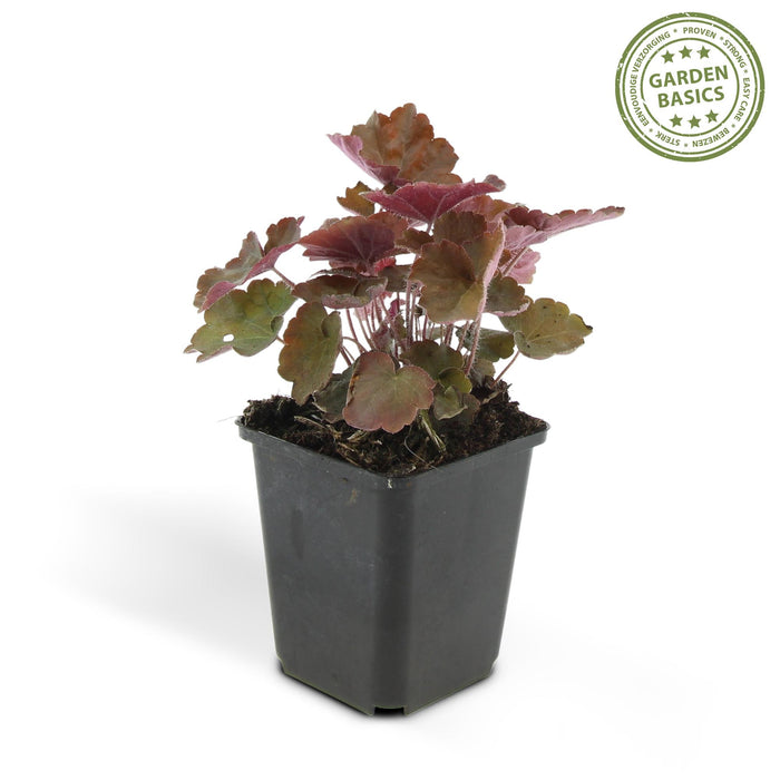 Heuchera mic. 'Palace Purple' - ↕10-25cm - Ø9cm - 24x