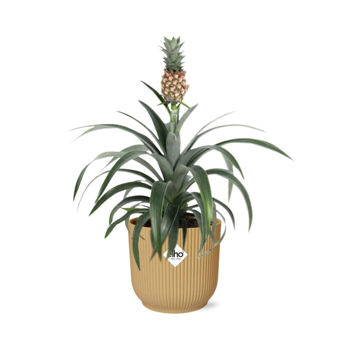 Ananas Mi Amigo - Ananasplant - in elho Vibes Fold Ø14cm geel