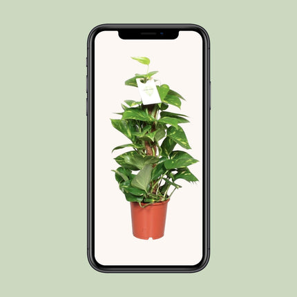 Epipremnum Aureum - ↕60cm - Ø15cm
