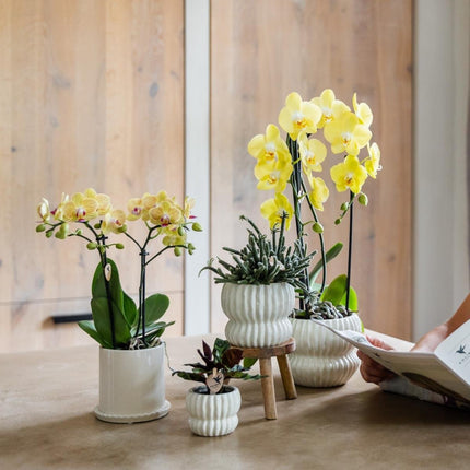 Kolibri Orchids | Combi Deal - 2 Gele Phalaenopsis Orchideeën Blossom Lima - Ø9 cm