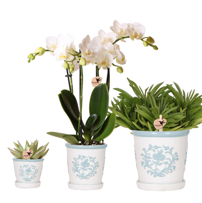 Plantenset Witte Phalaenopsis Orchidee Amabilis en Succulenten incl. keramieken Malaga sierpotten