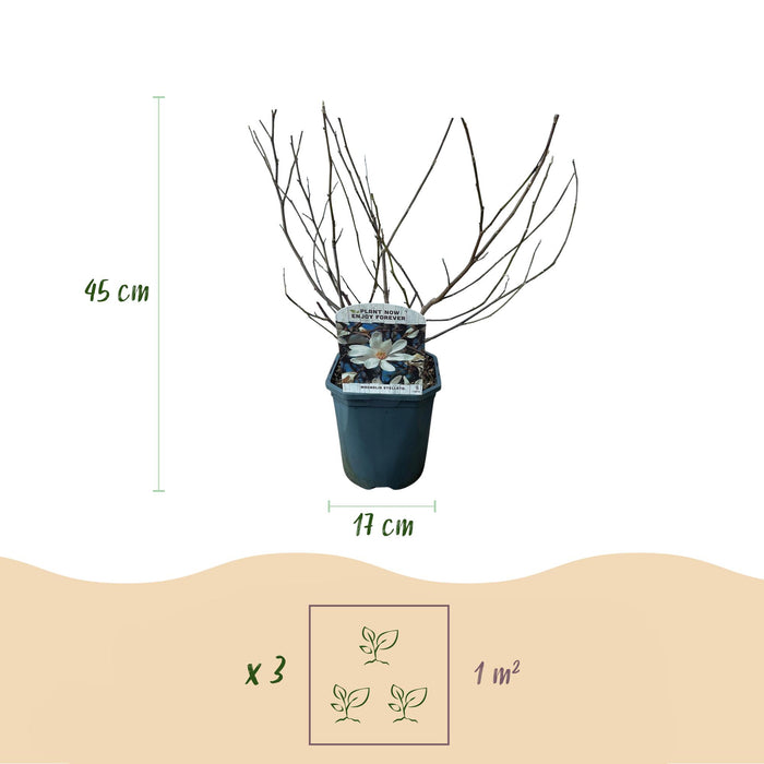 Heesters -  Magnolia Stellata  - Bloem Wit  - 1 Plant - Bladverliezend - Weinig Onderhoud - Pot 17cm Hoogte 45cm