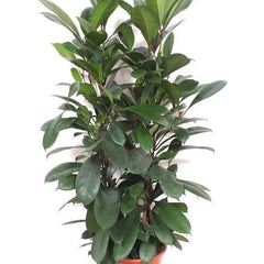 Collection image for: Ficus Cyathistipula
