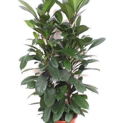 Ficus Cyathistipula - ↕90-100cm