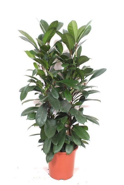 Ficus Cyathistipula - ↕90-100cm