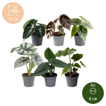 Baby Alocasia Familie 6x - Rood - Groen - Zwart - Zilver - Grijs - Tropisch - Ø6cm - ↕12cm