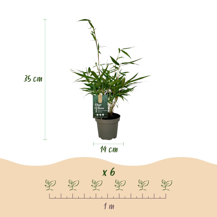 Bamboe - Fargesia robusta Pingwu - Niet Woekerend - Groen - ↕35cm - Ø14cm - 6x