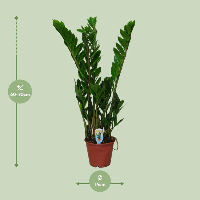 Zamioculcas Zamiifolia - ZZ-Pflanze - ↕50cm - Ø14cm