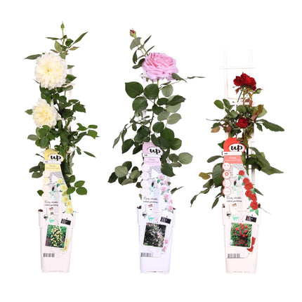 Rosa mix - Klimroos - ↕65cm - Ø15cm - 3x