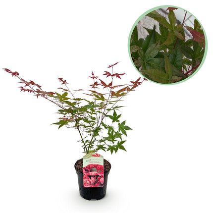 Japansk ahorn - Acer palmatum Beni Maiko - Rød - ↕70cm - Ø19cm