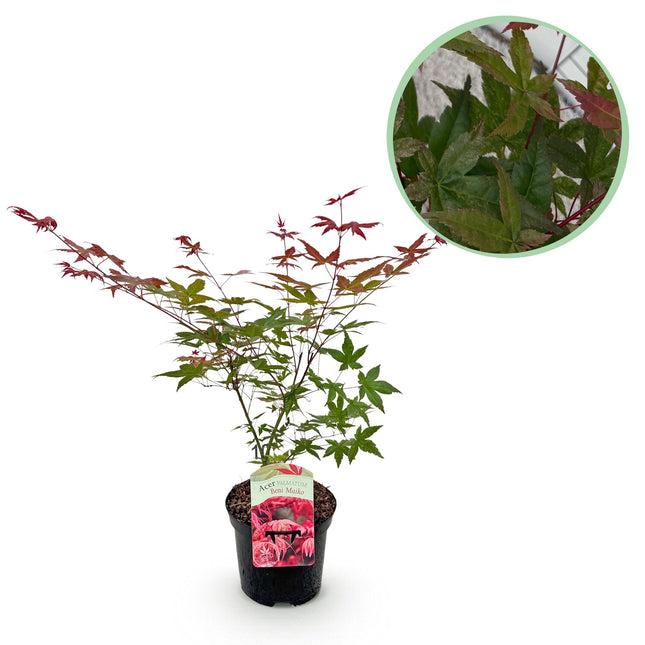 Japanse Esdoorn - Acer palmatum Beni Maiko - Rood - ↕70cm - Ø19cm