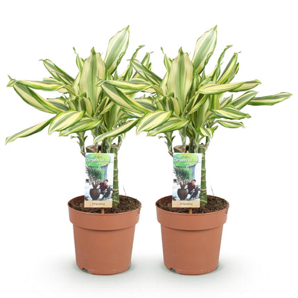 Dracaena fragrans Diamond Dream - Arbre Sang-Dragon - ↕50-55cm - Ø17cm - 2x