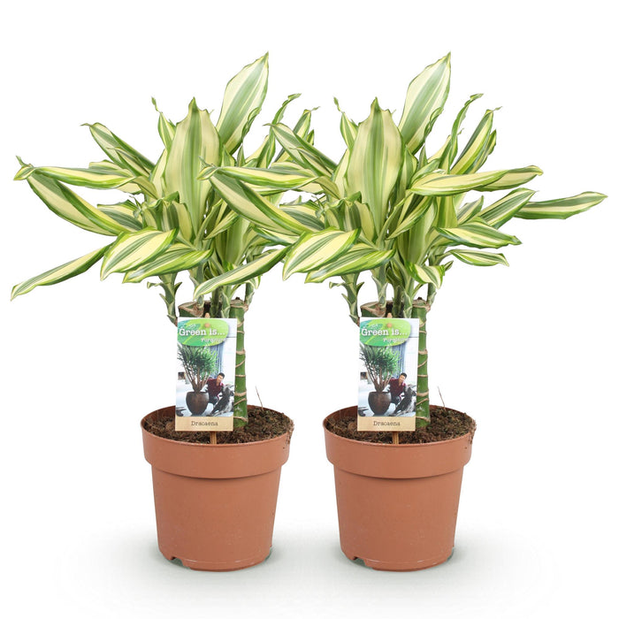 Dracaena fragrans Diamond Dream - Drakenbloedboom - ↕50-55cm - Ø17cm - 2x