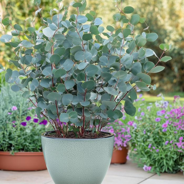 Terrasplant - Eucalyptus boom - Eucalyptus gunni  - Grijs - 4 Planten - Winterhard - Pot 14cm Hoogte 30cm