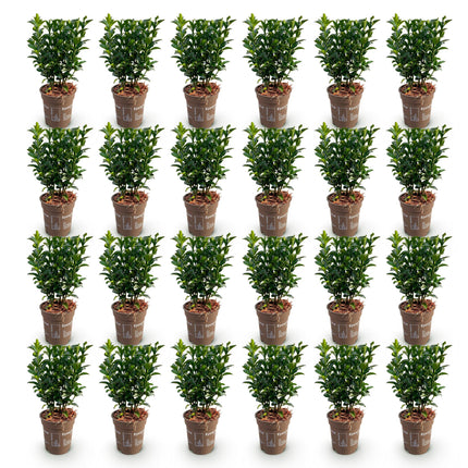 Euonymus japonica Green Spire - Kardinaalsmuts - 24x Haagplanten - Groenblijvend - Groen - Pot 9cm - Hoogte 20-25cm