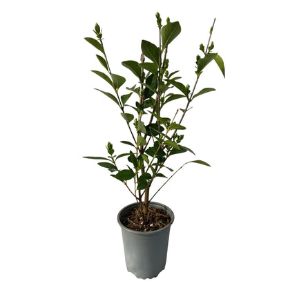 Ligustrum ovalifolium - green foliage - 8 plants - 1 linear meter - evergreen - 9cm pot height 35-40cm