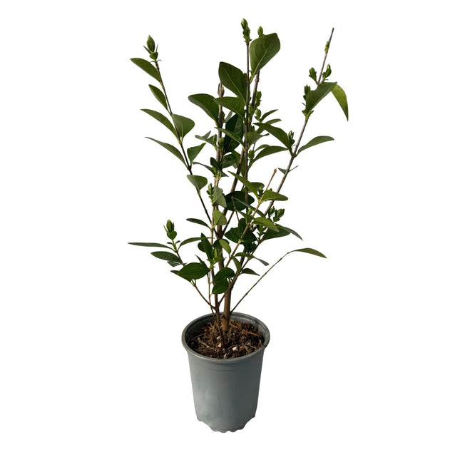 Ligustrum ovalifolium - blad groen - 8 planten - 1 strekkende meter - groenblijvend - pot 9cm hoogte 35-40cm