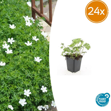 Geranium sanguineum 'Álbum' - ↕10-25cm - Ø9cm - 24x