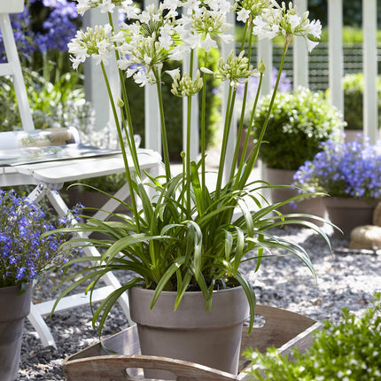 Agapanthus 'Ever White' - lilia afrykańska - ↕30cm - Ø19cm