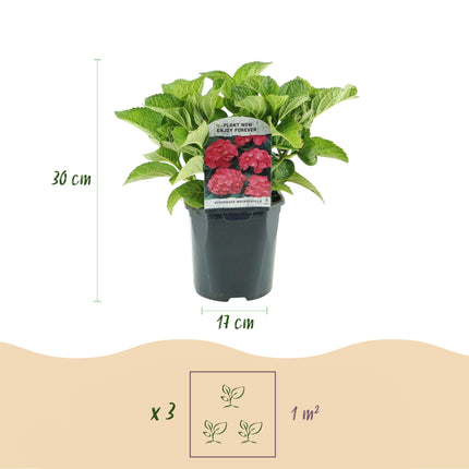 Hydrangea - Hydrangea macrophylla Red - Red Flower - 1 Plant - Deciduous - Low Maintenance - Pot 17cm Height 30cm