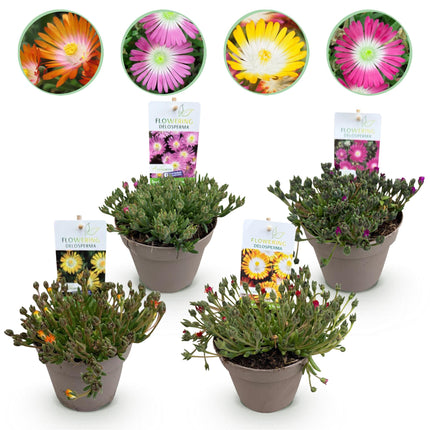 Couvre-sol rustique - Delosperma Jewel of Dessert - Lot de 4 - Coloris : rouge, orange, violet, rose - Entretien facile - Pot de 14 cm - Hauteur : 17 cm