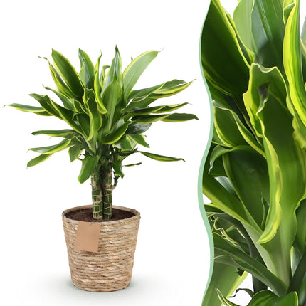 Dracaena fragrans Golden Coast - Arbre dragon - avec panier - ↕50-55cm - Ø17cm