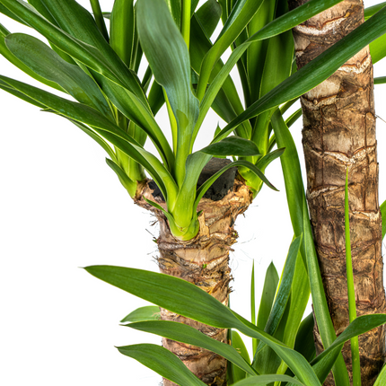 Yucca Elephantipes with basket ↕120-140cm - Ø24cm