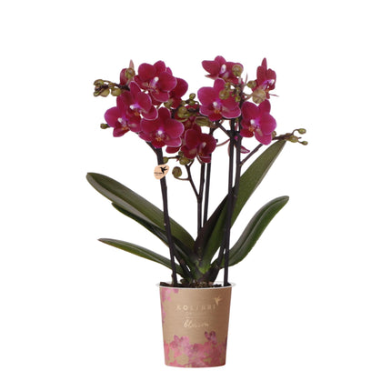 Orchidea Phalaenopsis viola in vaso, diametro 9 cm | Chamonix | pianta da interno fiorita