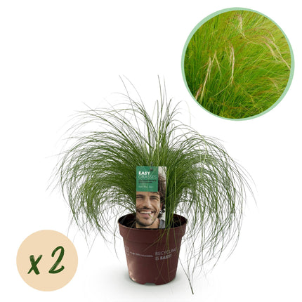 Stipa Tenuissima 'hestehaler' - Fjergræs - ↕50cm - Ø17cm - 2x