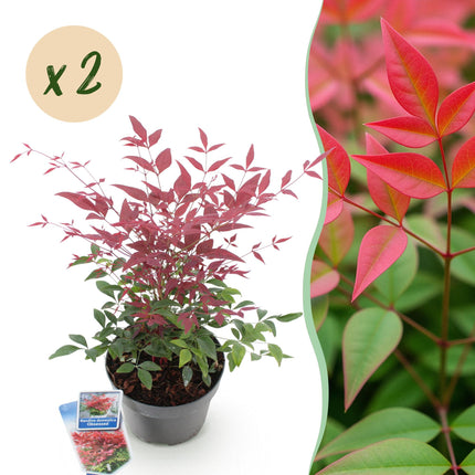 Nandina Obsessed - Rood - 2 Planten - Groenblijvend - Weinig Onderhoud - Pot 17cm Hoogte 45cm