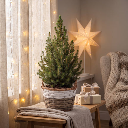4x Picea glauca Conica - Kegelspar - Groen - Kerstboom - incl. mand - Ø17cm - ↕65cm