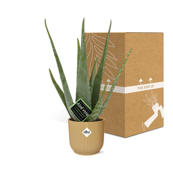 Aloe Vera 12cm in elho Vibes Fold Ø14cm geel