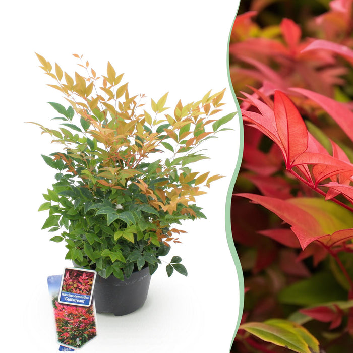 Nandina Gulfstream - Oranje - 1 Plant - Groenblijvend - Weinig Onderhoud - Pot 17cm Hoogte 45cm