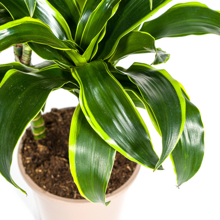 Dracaena Deremensis Dorado mit Korb Ø21cm - ↕100 - 120cm