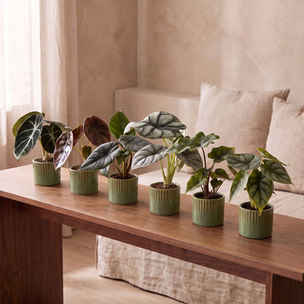 Baby Alocasia Familie 6x - Rood - Groen - Zwart - Zilver - Grijs - Tropisch - incl. Linnea Olive - Ø6cm - ↕12cm