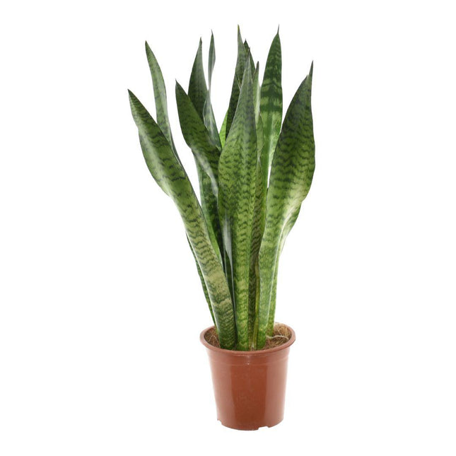 Sansevieria Zeylanica - Snake Plant - ↕75cm - Ø17cm