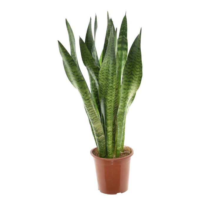 Sansevieria Zeylanica - Ø17cm - ↕75cm