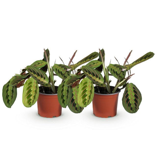 Maranta Fascinator Tricolor - Planta de oración - ↕30-35cm - Ø12cm - 2x