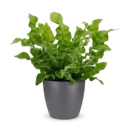 Asplenium Crispy Wave - met grijze pot - ↕30cm - Ø12cm