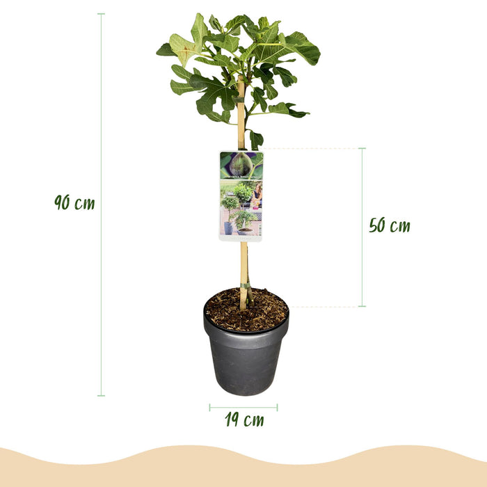 Tuinplant - Ficus carica Brown Turkey - Plant op stam - Terras Plant - Bladverliezend - Weinig Onderhoud - Pot 19cm Hoogte 90cm