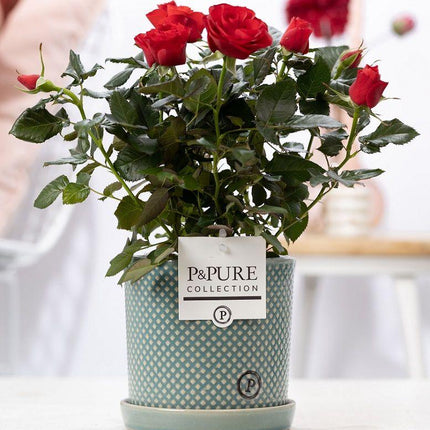 Rosa Red In P&amp;PURE Lauren Ceramics - ↕30cm- Ø12cm