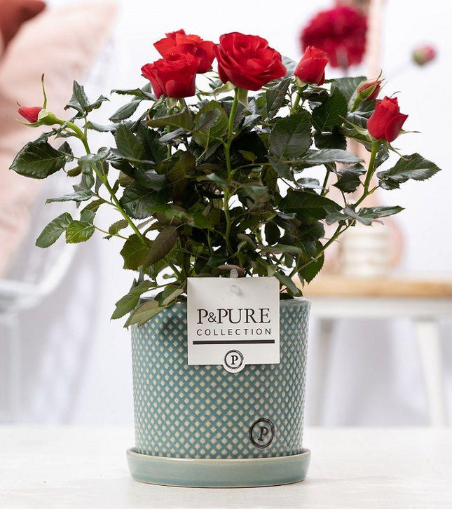 Rosa Red In P&amp;PURE Lauren Ceramics - ↕30cm- Ø12cm
